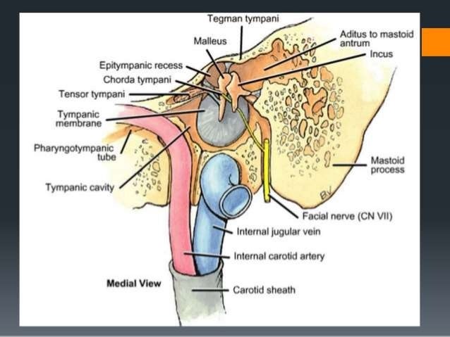 facial nerve recess Thyroid breast cancer